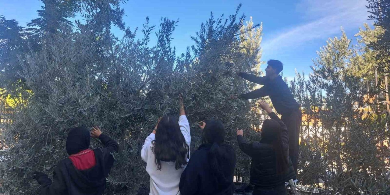 Öğrenciler zeytin hasadıyla üretim bilincini öğreniyor