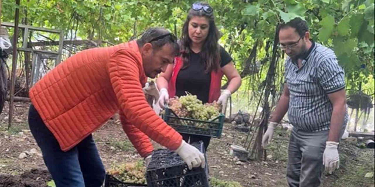 Seydikemer’de bazı üzümlerde yasaklı aktif madde tespit edildi