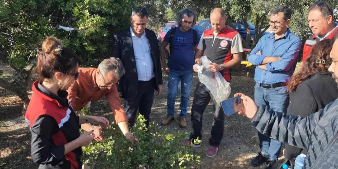 Aydın’da sakız ağacı üretimi yaygınlaştırılacak