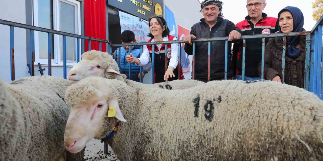 Aliağa Belediyesinden üreticiye damızlık koyun desteği