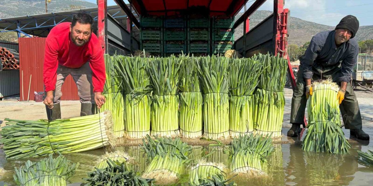 Kış sebzesi pırasada hasat heyecanı