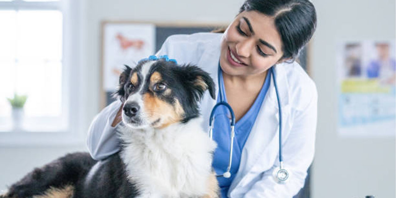 Başkentte Pet Bakımı: En Kaliteli Veteriner Rehberi