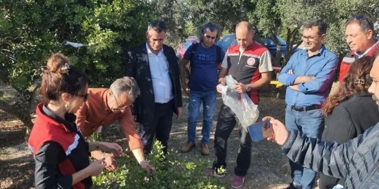 Sakız Ağacı için Aydınlı üreticilerden Çeşme’ye ziyaret