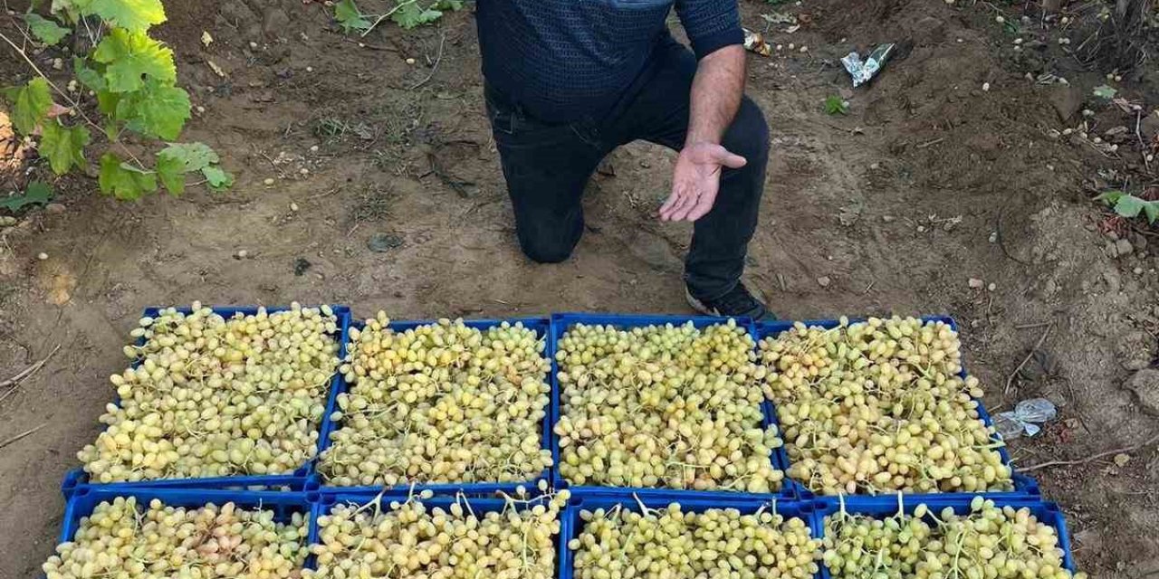Sarıgöl’de üzüm hasadı hız kesmeden devam ediyor