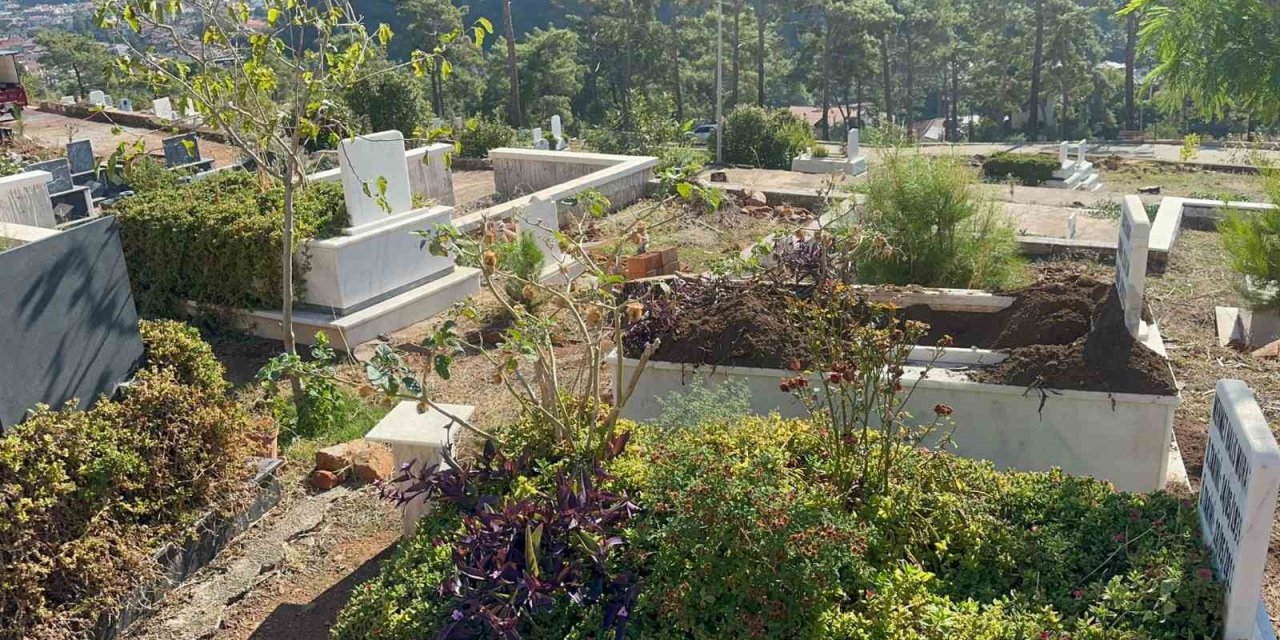 Marmaris’te yaban domuzlarının yeni adresi mezarlıklar