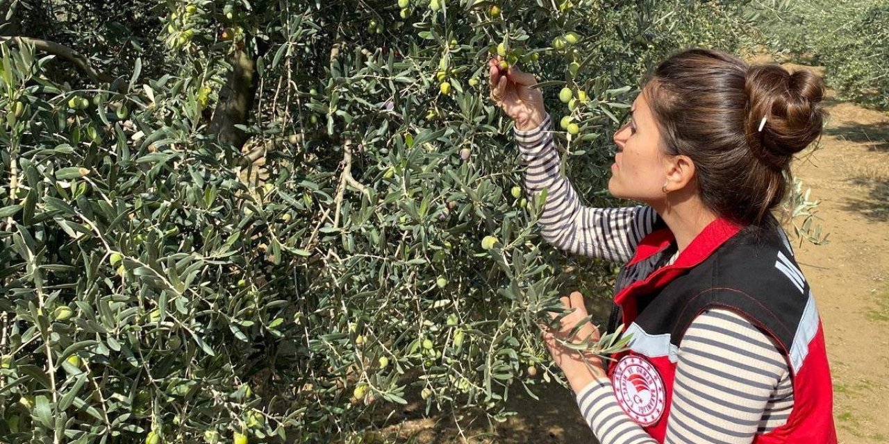 Salihli’de zeytin sineğine karşı acil uyarı