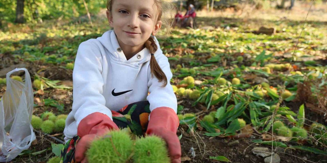 Aydın’ın dağlarında hareketlilik başladı, kestane üreticilerini hasat telaşı sardı