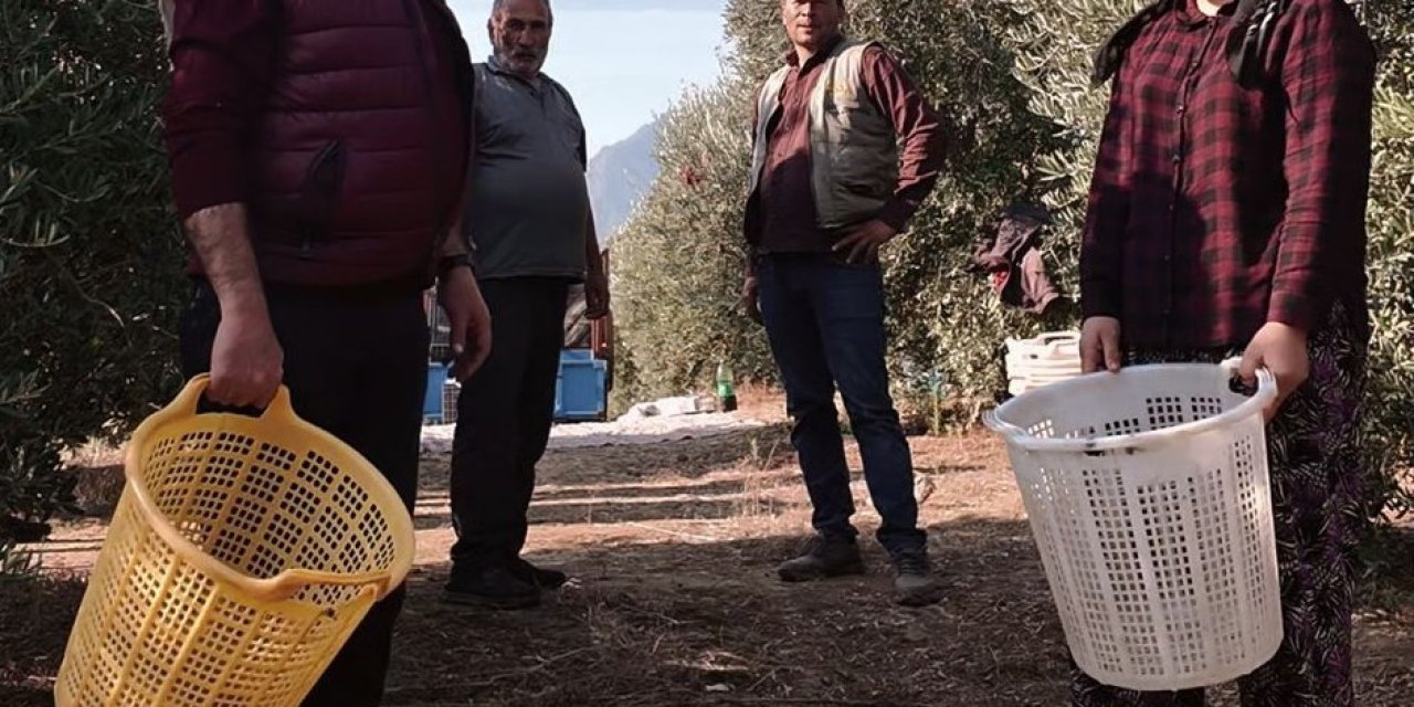 Başkan Öküzcüoğlu çiftçilerle birlikte zeytin hasadı yaptı