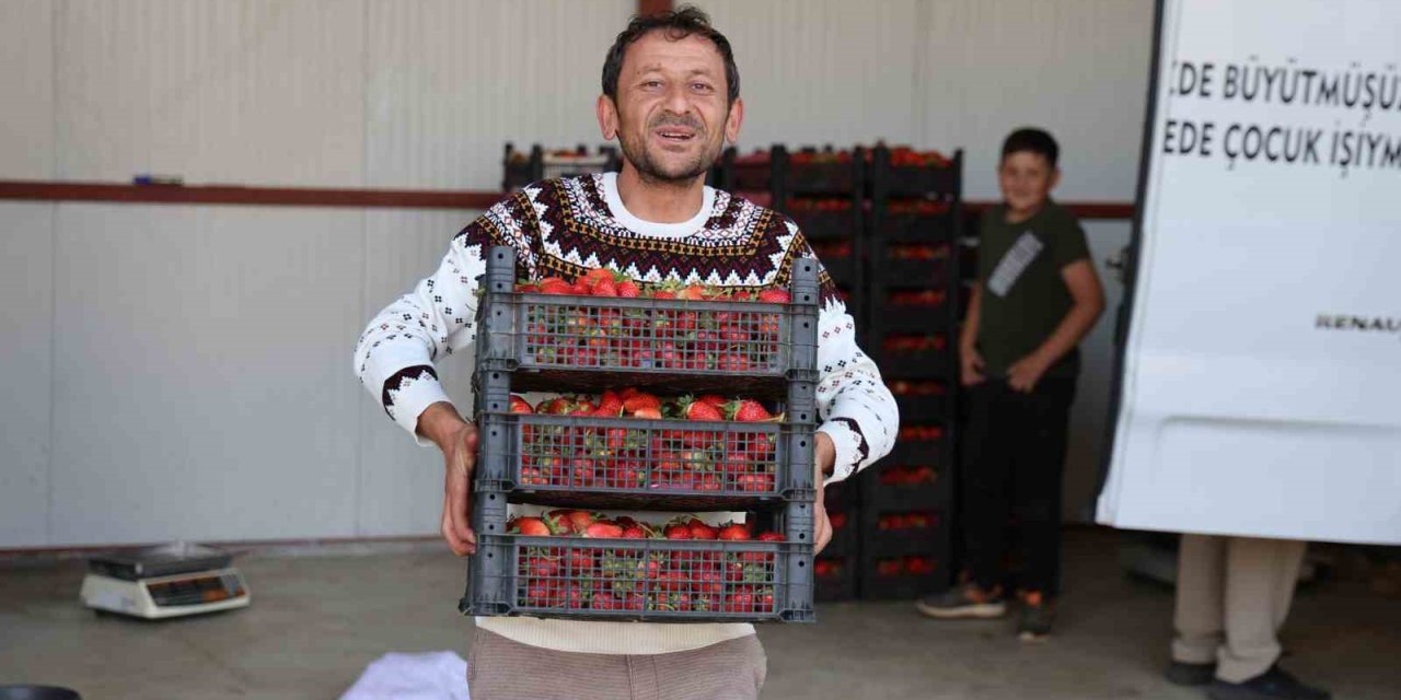 Eskiden barbunya üretim merkezi olan Ovacık yaylaları çileğe döndü