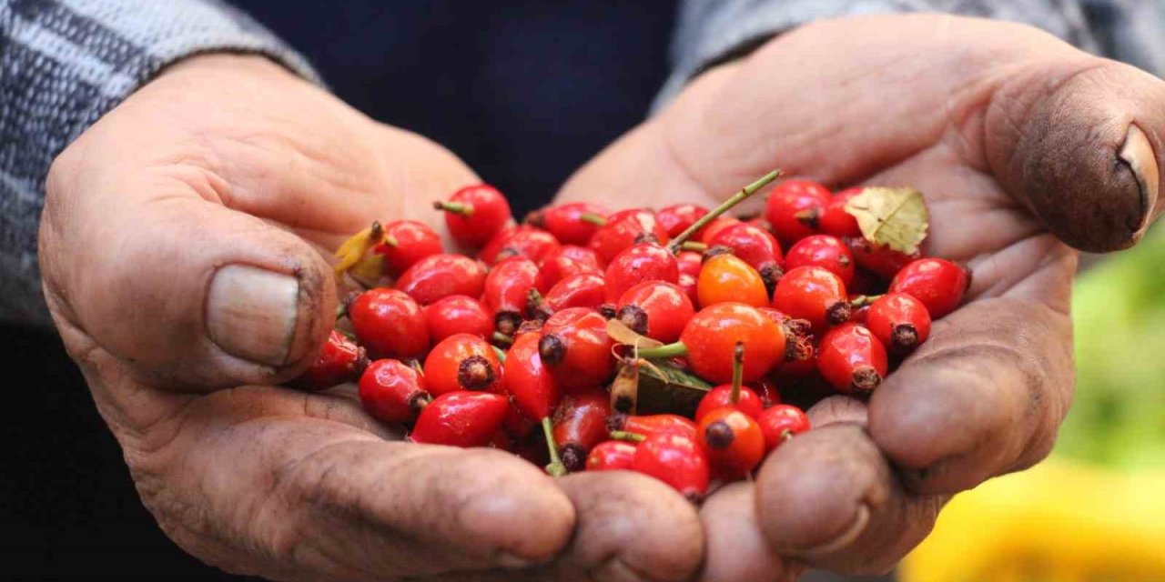 Dikenlerin arasında zahmetle toplanan kuşburnuna rağbet arttı