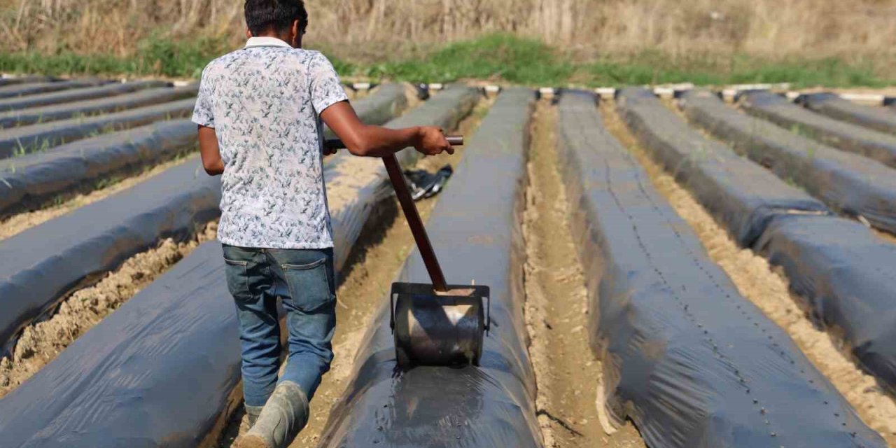 Aydın’da kış çileği hazırlıkları başladı