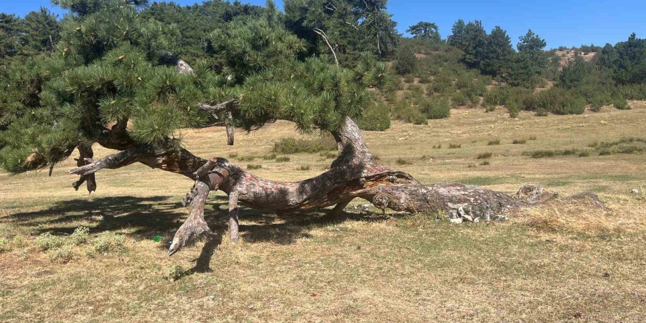 Asırlık çamın yaşam mücadelesi