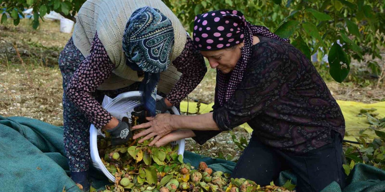 Demirci’de ceviz hasadına başlandı