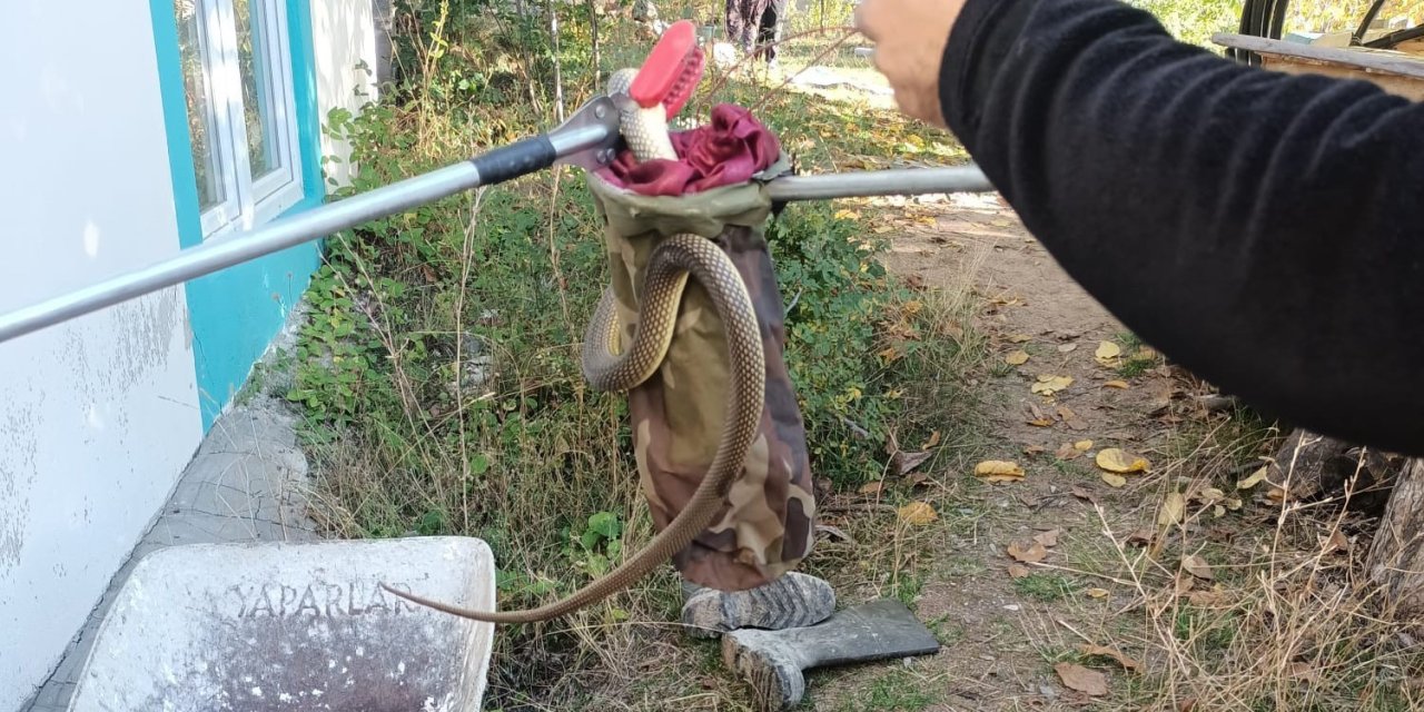 Eve giren yılan paniğe neden oldu