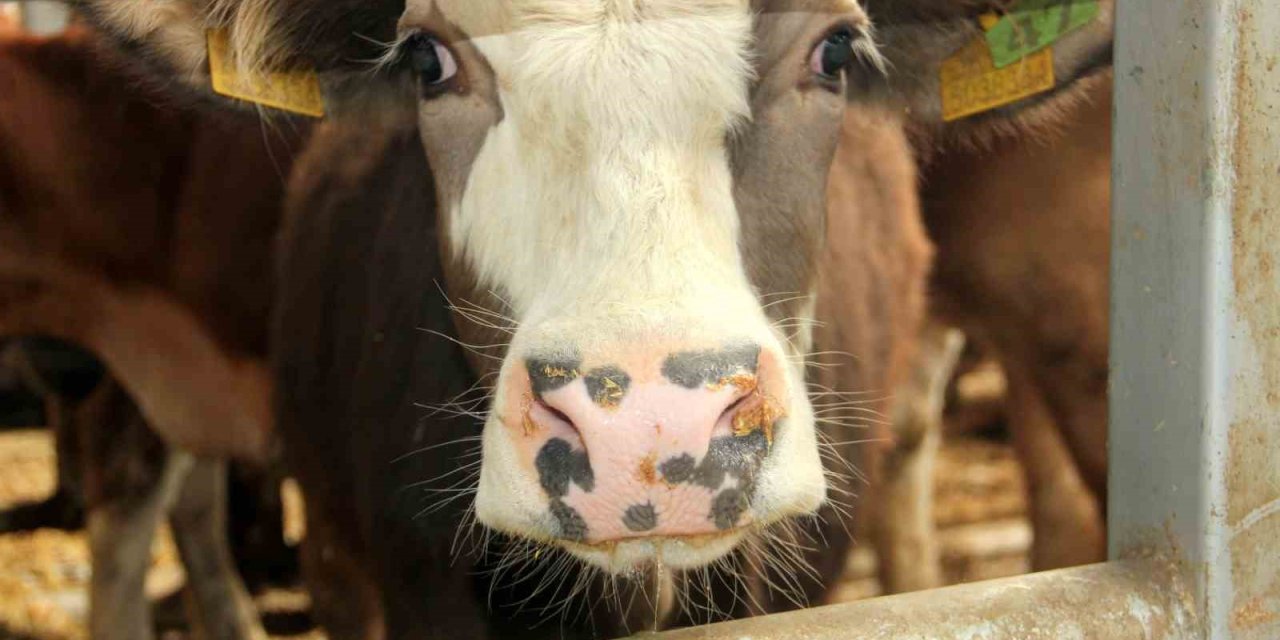 Çal’da 2 mahallede şap tespit edilmesi üzerine 19 mahalle karantinaya alındı