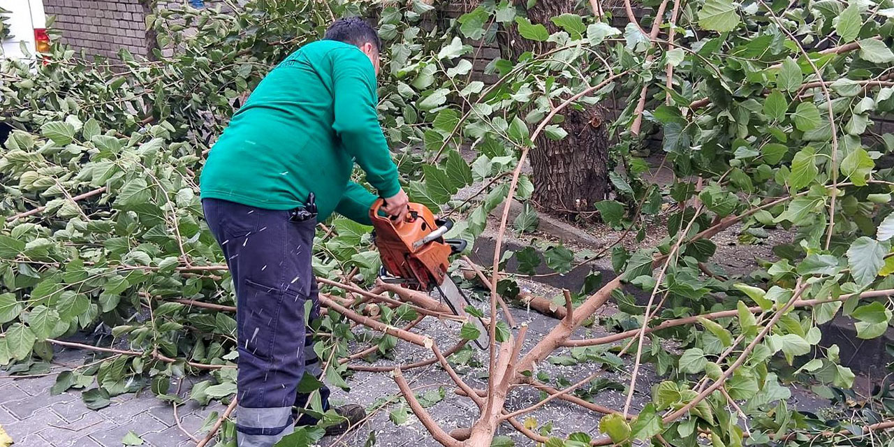 Efeler’de yeşil alanlarda bakım çalışmaları sürüyor