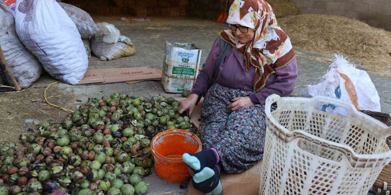 Hasadı yapılan cevizler satışa hazırlanıyor