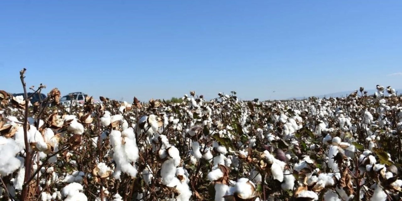 Aydın’da pamuk üreticilerine uyarı