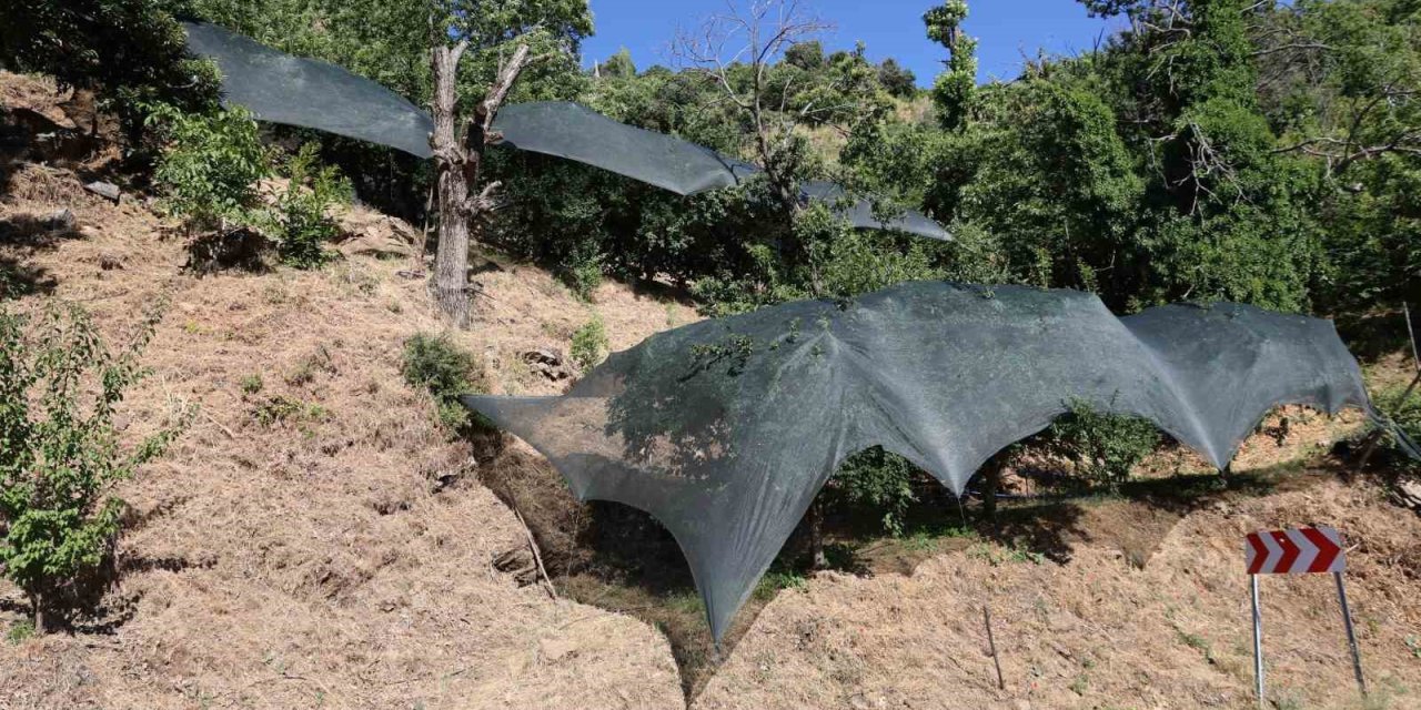 Aydın’da don afeti mağduru üreticilere 50 milyon liralık destek