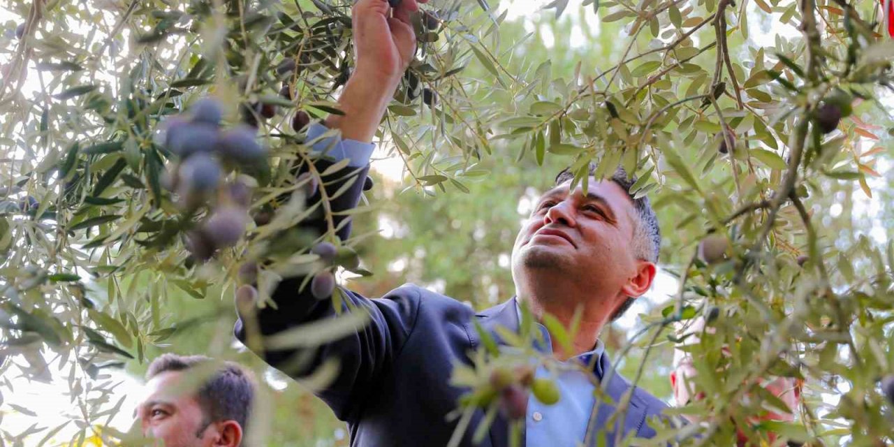 ’Zeytinin Yolculuğu’ Aliağa’da şenlikle kutlandı