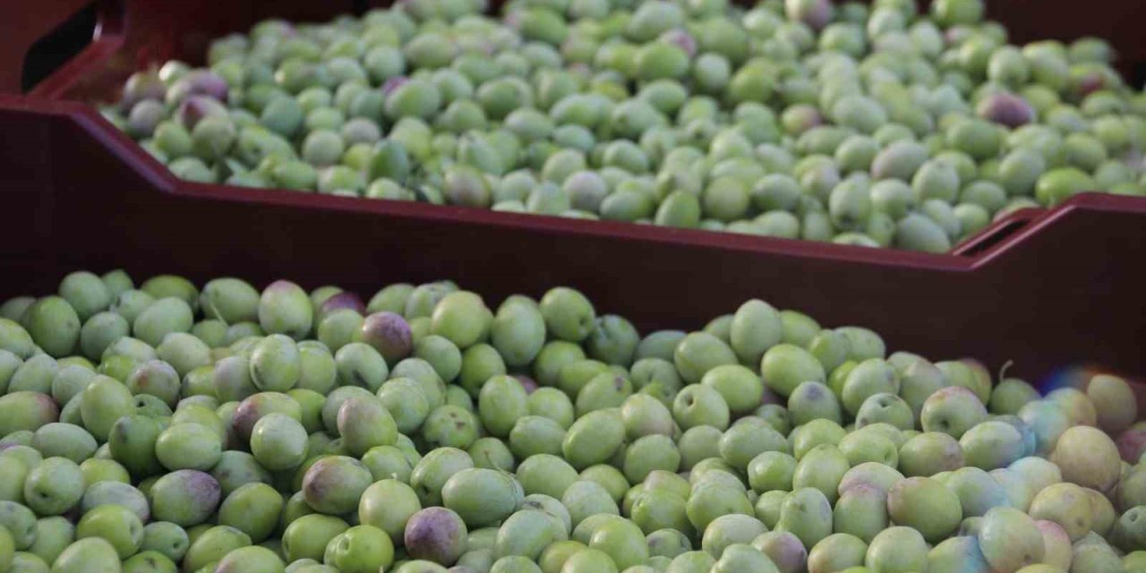 Fethiye’de zeytin hasadı başladı