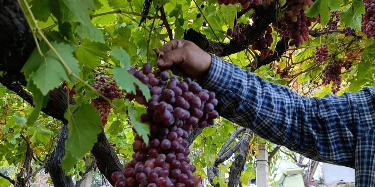 Sarıgöllü üreticiden 1 kilo 740 gramlık üzüm salkımı