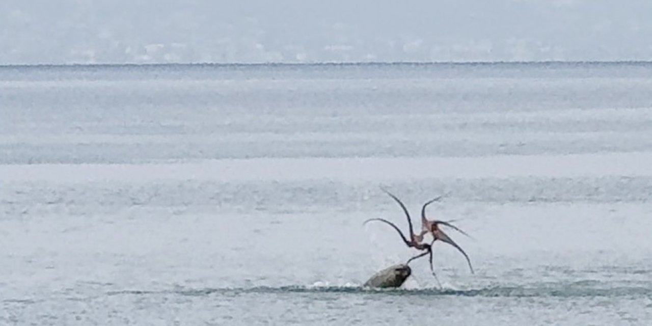 Çeşme sahilinde fokun ahtapot avı