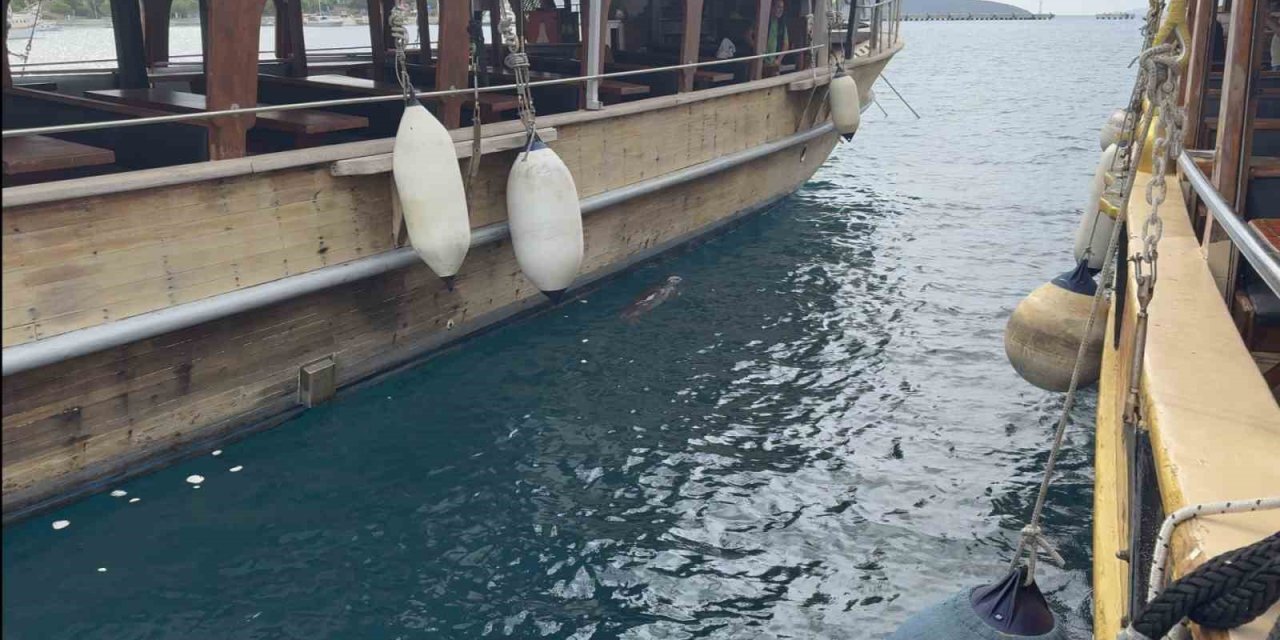 Bodrum’da iskelede fok sürprizi