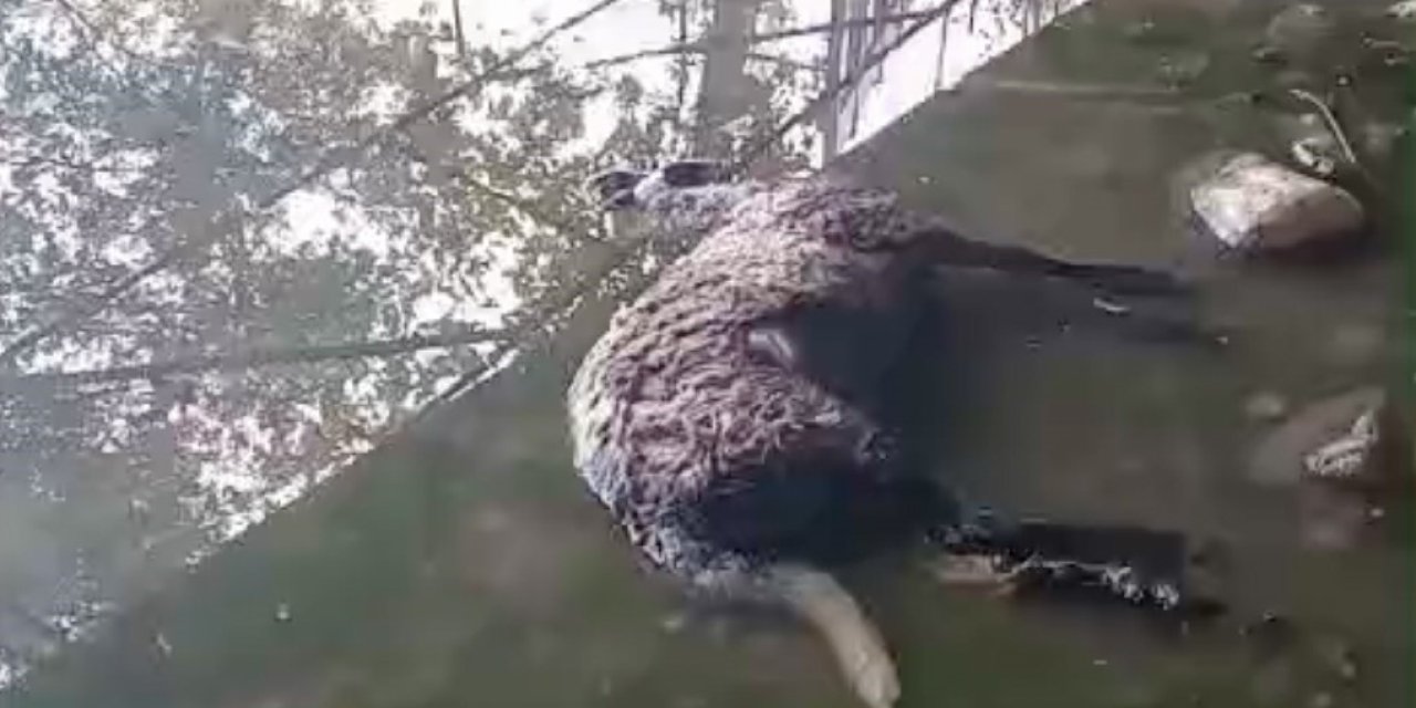 Başıboş köpekler koyunları telef etti