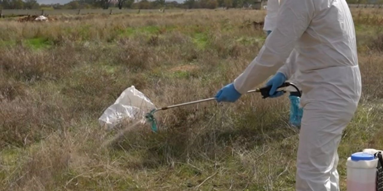 Çivril Belediyesi ilçede yaşanılan şap hastalığı için çalışmalarını sürdürüyor