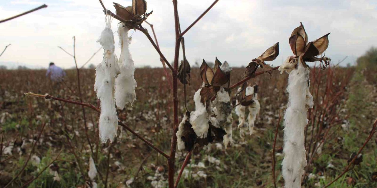 Aydın’da pamuk tarlalarını dolu vurdu