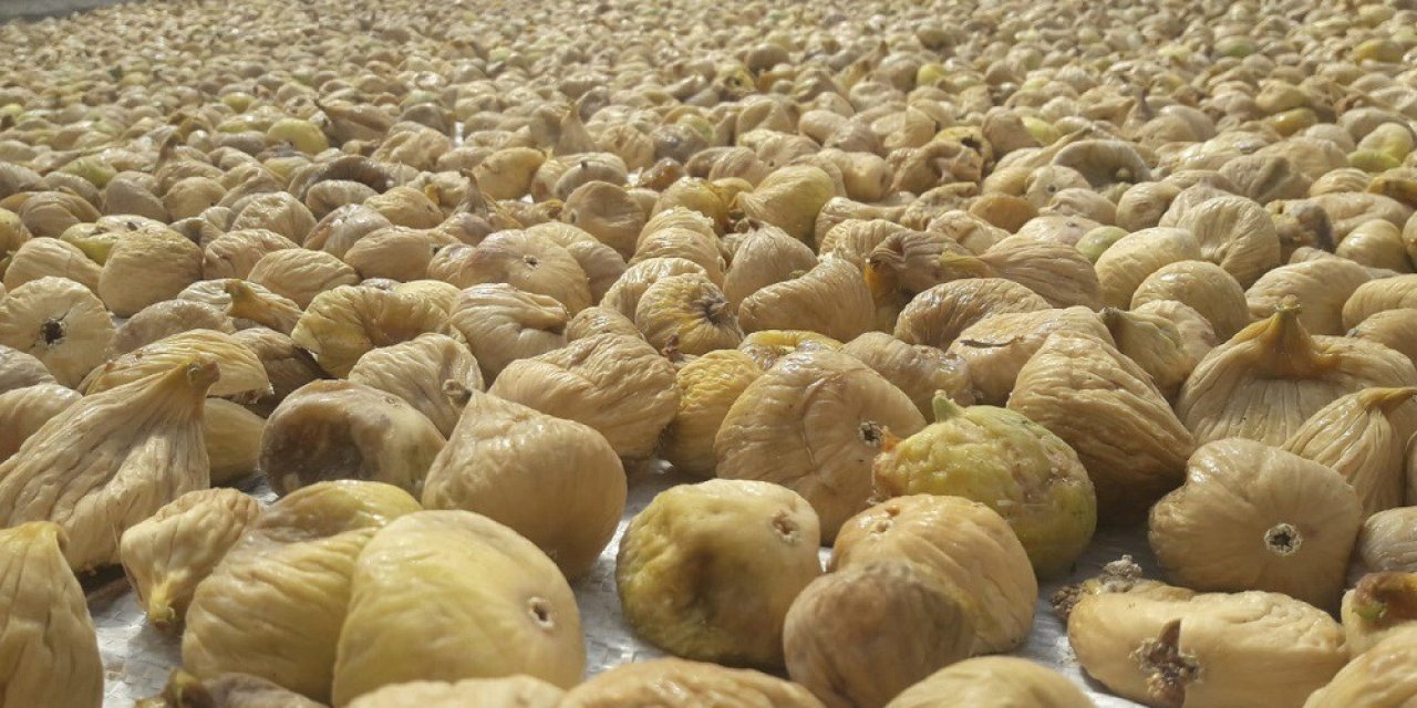 Türkiye’nin milli meyvesi incir, bu yıl üreticisine tat vermedi