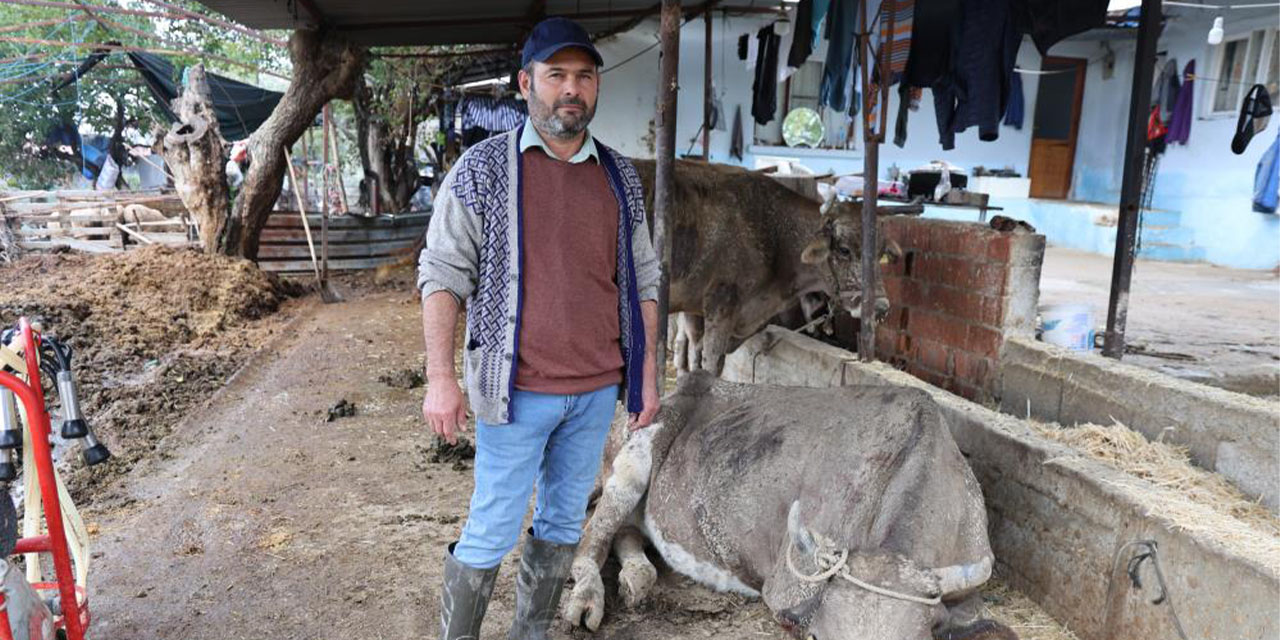 Hayvanları sele kapılan Aktaş: "Adam boyu sel geldi"
