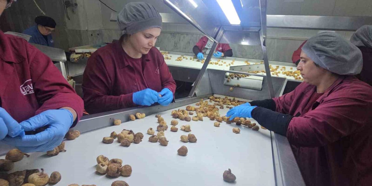 Nazilli Ticaret Odası’ndan incir için birlikte hareket etme çağrısı