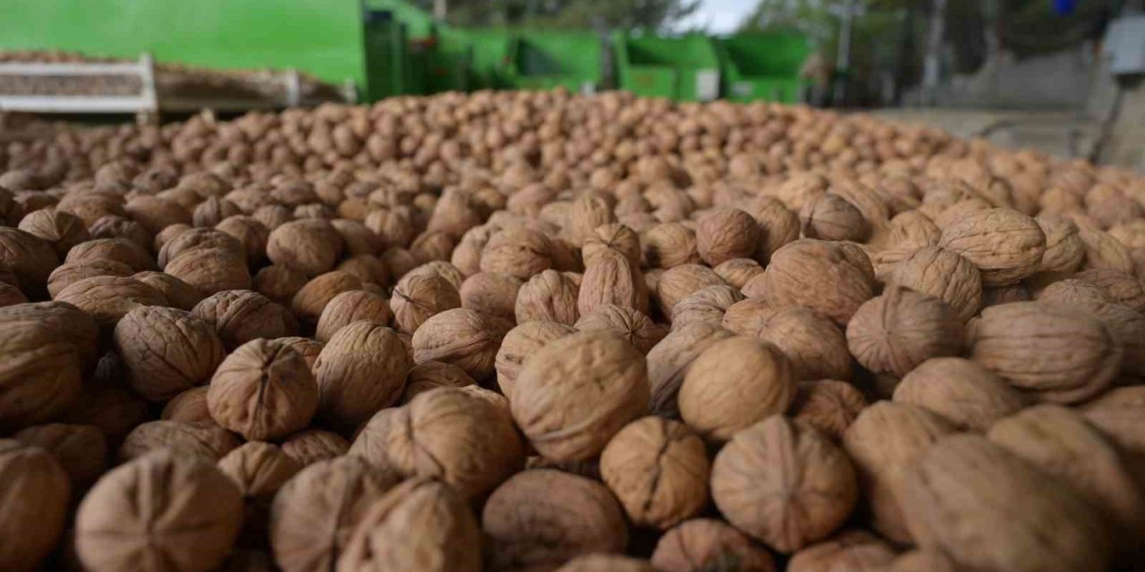 Denizli’de sezonun ilk ceviz hasadı Tavas’ta yapıldı