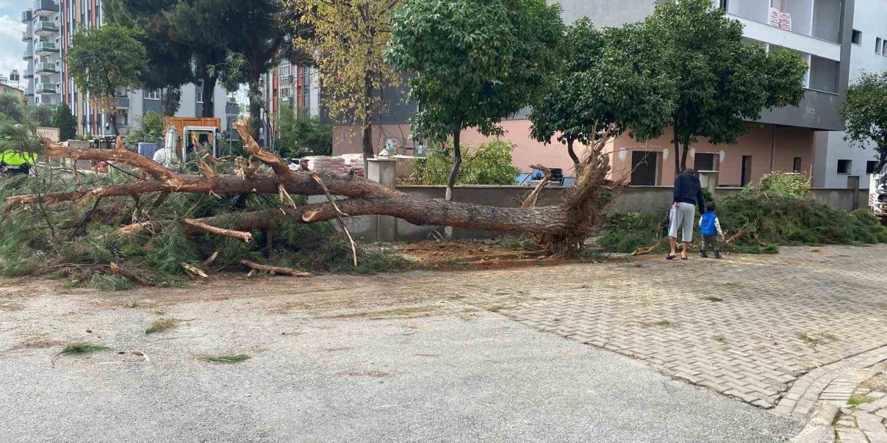 Kuruyan çam ağacı ağırlığa dayanamayarak yol devrildi