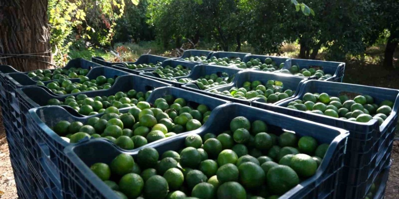 Bodrum’da 72 üreticiden 55 ton yeşil mandalin alındı