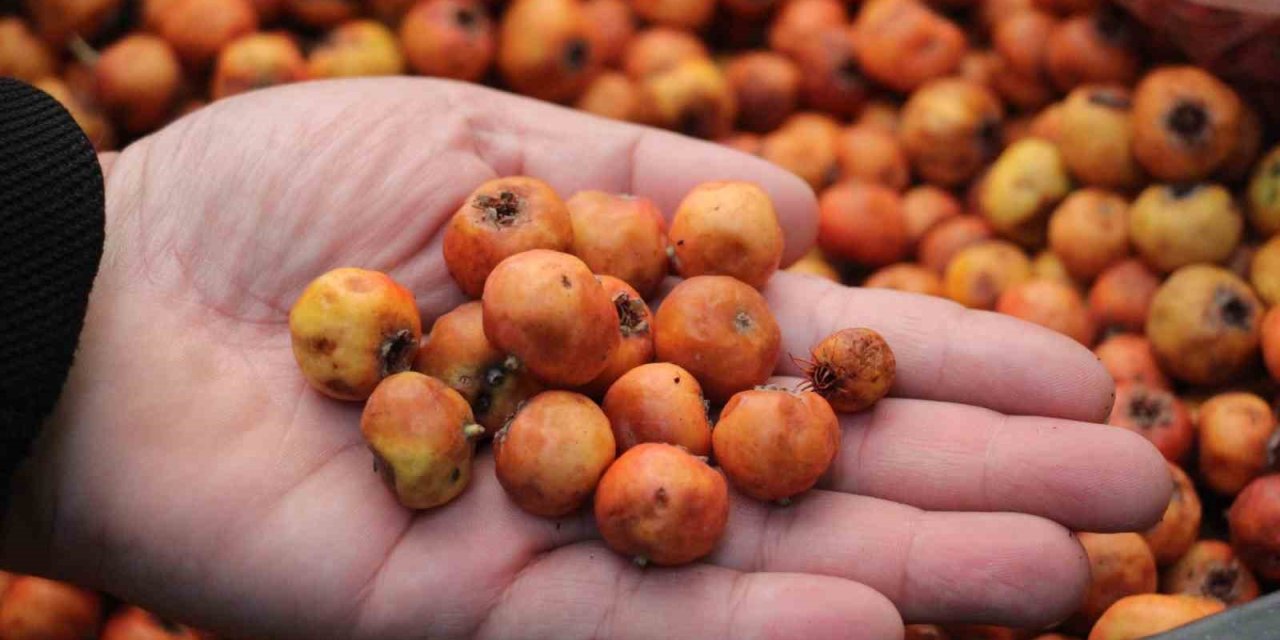 Kışın habercisi alıç meyvesi, tezgahları renklendirdi