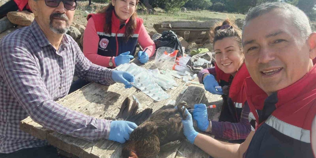 Söke’de kırsal mahallelerdeki tavuklardan kuş gribi numunesi alındı