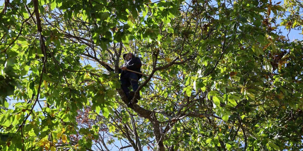Aydın’ın dağlarında kestane sezonu sona erdi