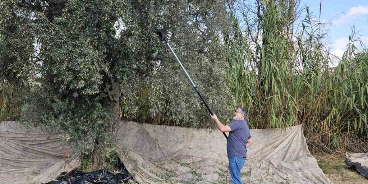 Aydın’da yağışların ardından zeytin hasadı başladı