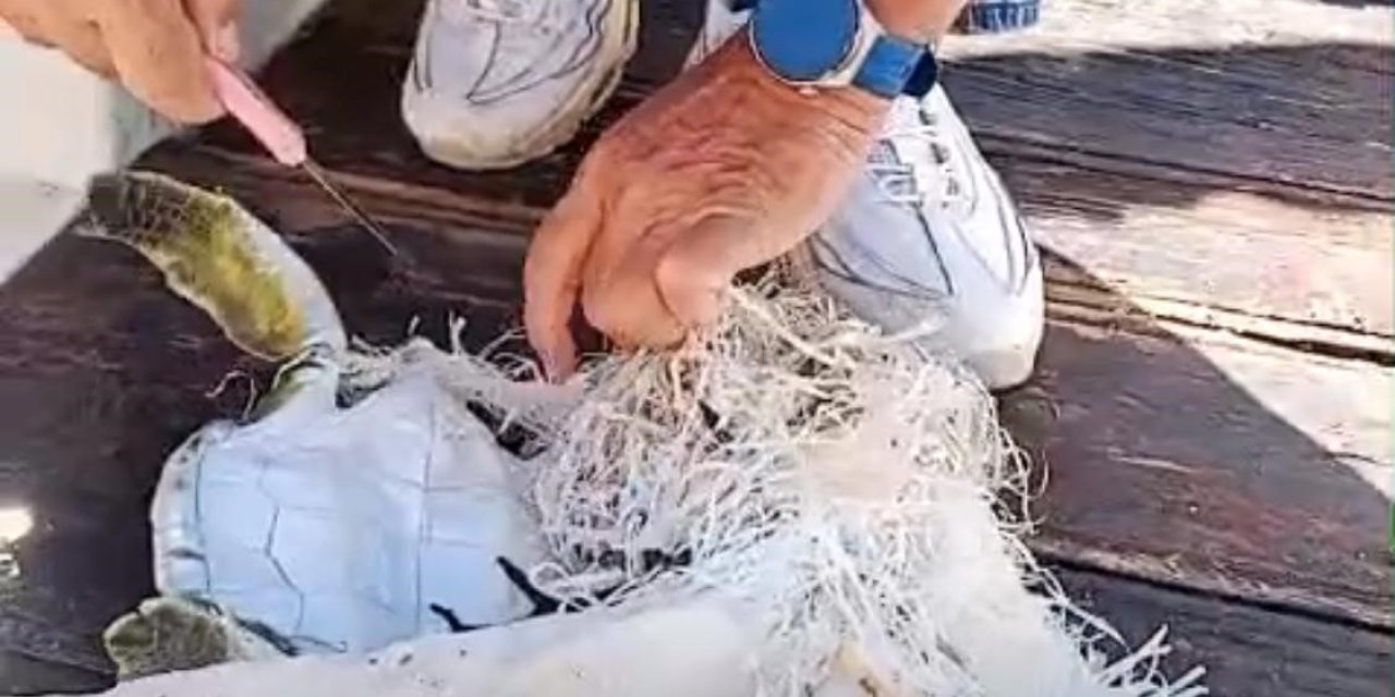 Marmaris Körfezi’nde çuvala dolanan deniz kaplumbağasını çevreciler kurtardı