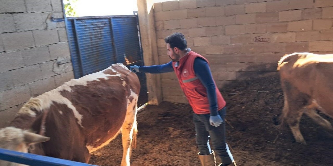 Köşk’te büyükbaş hayvanlarda şap aşılaması sürüyor