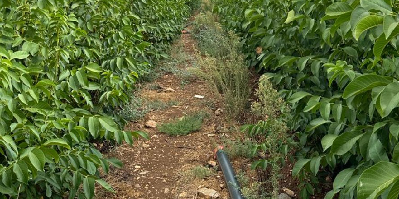 Ceviz Yetiştiriciliğinde Kaliteyi Arayanlara Ziraat Fidancılık Güvencesi