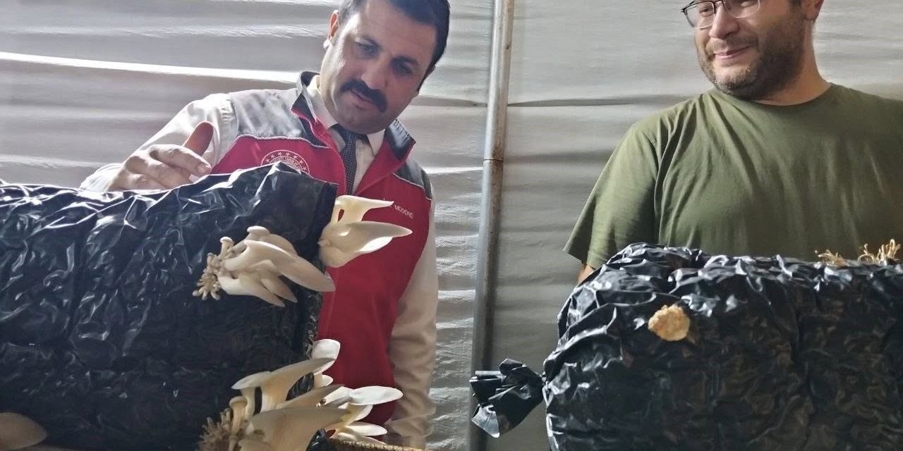 Menteşe’de istiridye mantarı üretimine yerinde denetim