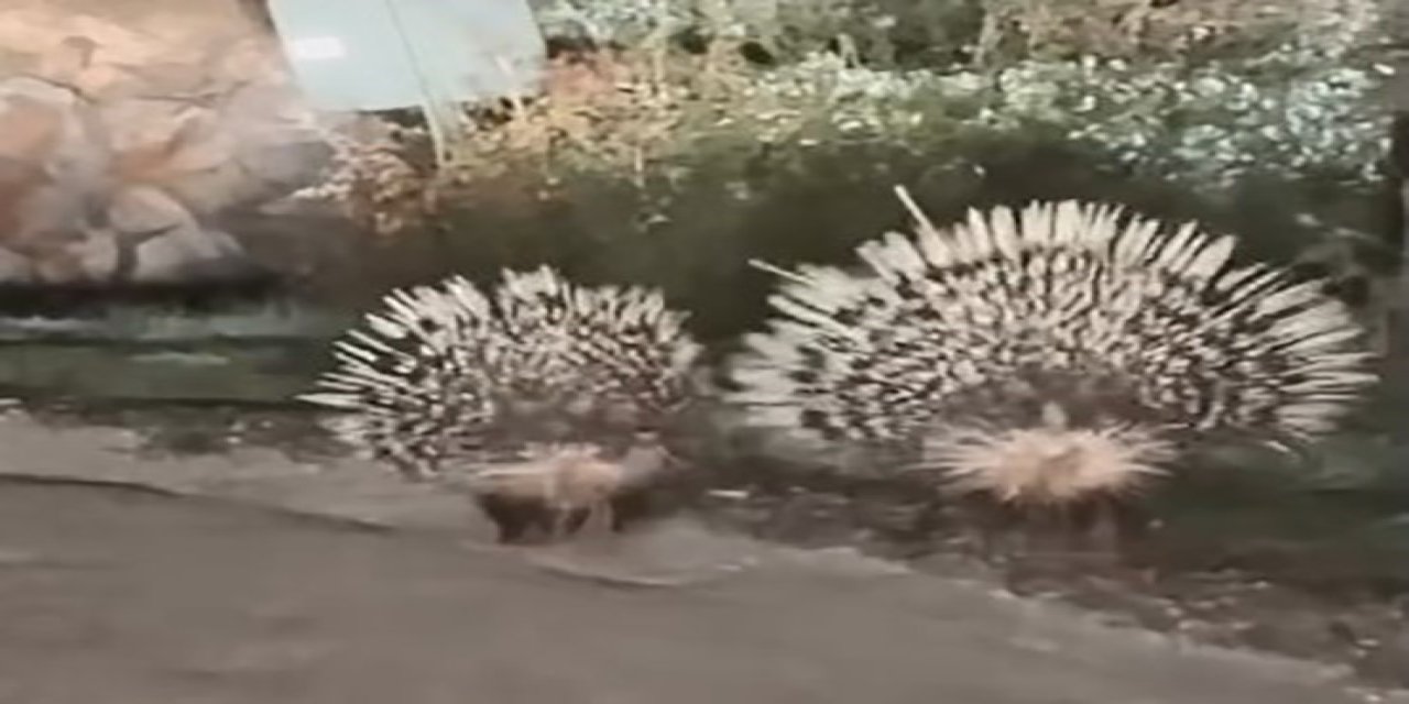 Menteşe’de oklu kirpiler kamerada