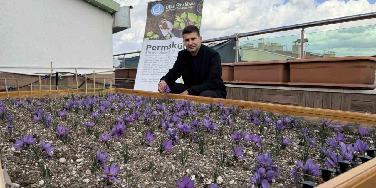 Ülkü Ocakları Genel Merkezi’nin terasında safran hasadı