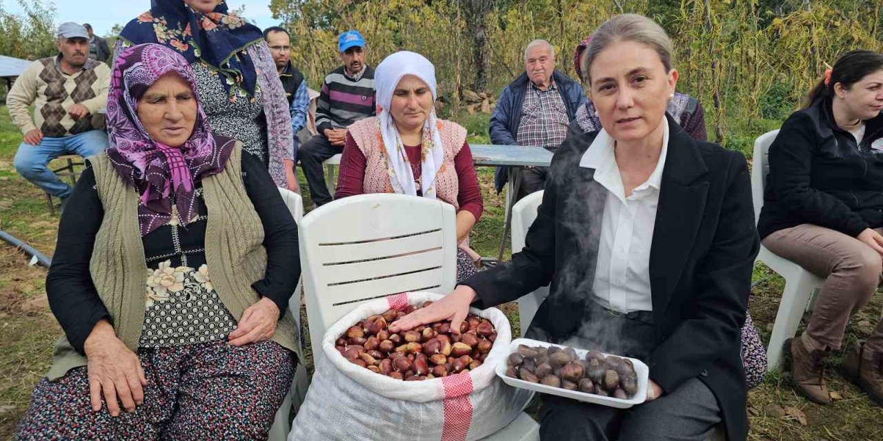 Kaymakam Kan, kestane hasadına katıldı