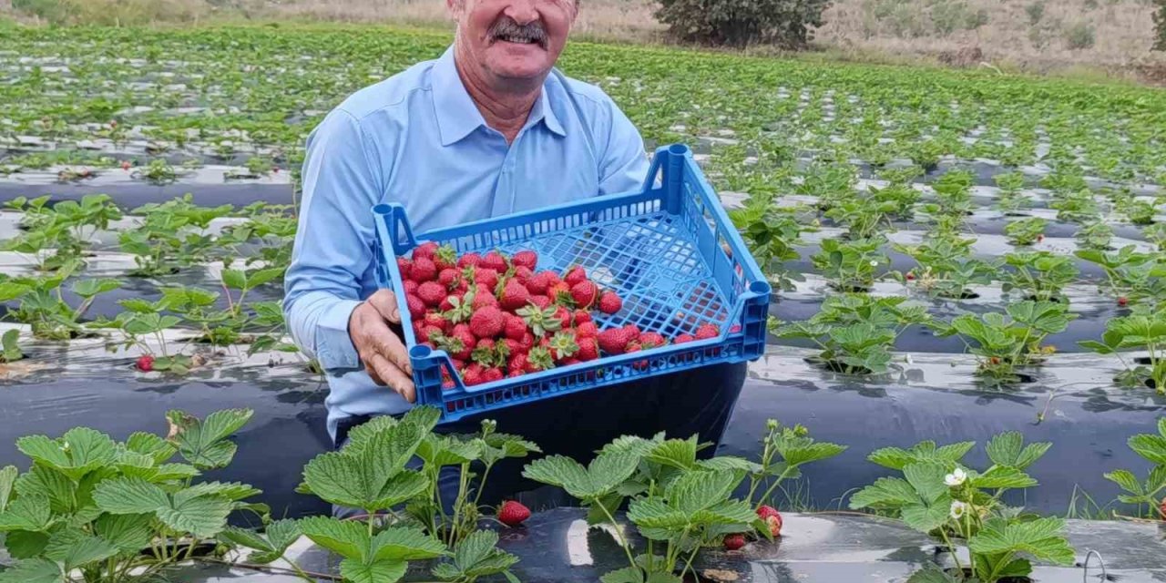 Köprübaşı’nda kasım ayında çilek bereketi