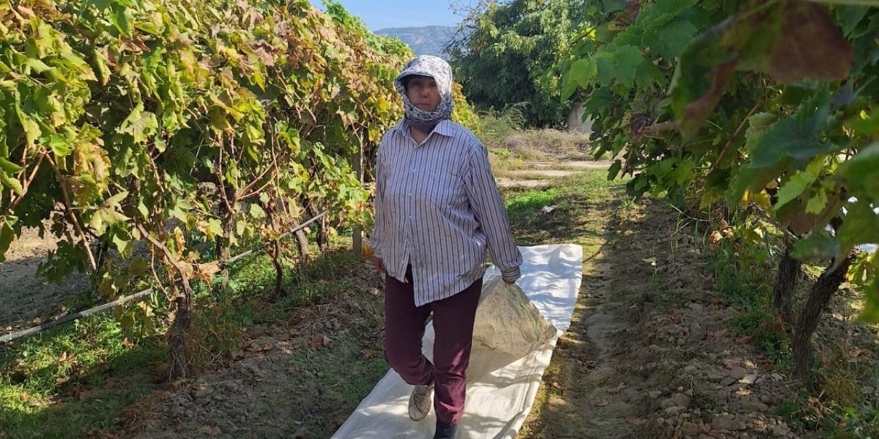Sarıgöl’deki bağlarda örtü toplama mesaisi başladı